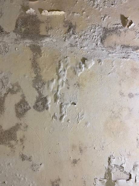Best Health and Safety Mold Remediation in Greenville, IN